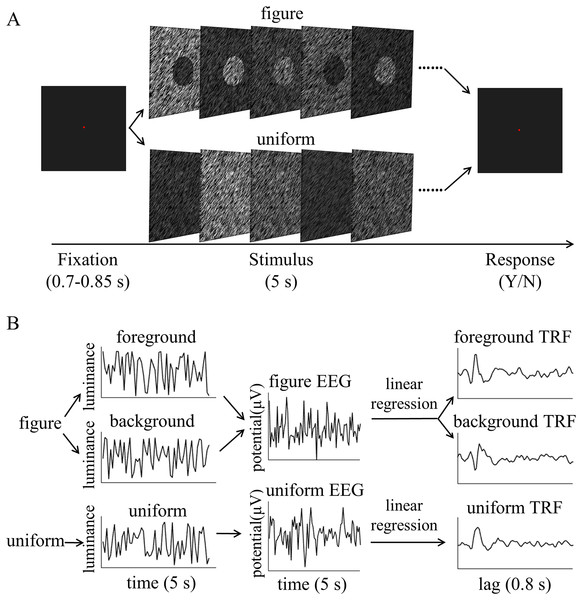 Psychophysical procedure and illustration of the temporal response function (TRF) approach.