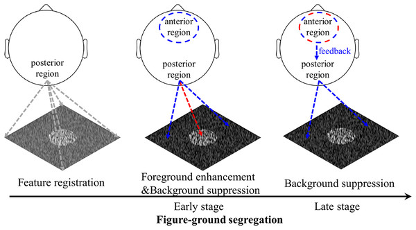 Schematic illustration of the figure-ground segregation.