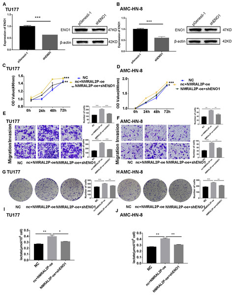 NMRAL2P plays a role in promoting cancer through ENO1.