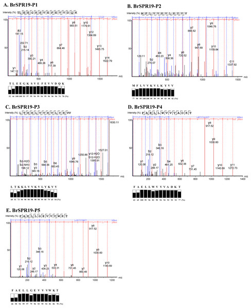Identification of anti-MRSA peptides from SPR19 by de novo sequencing.
