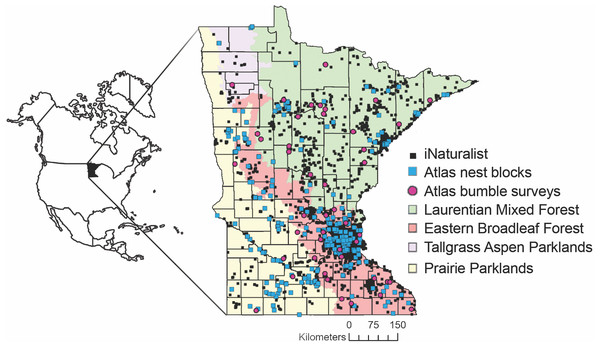 Locations of Minnesota Bee Atlas observations.
