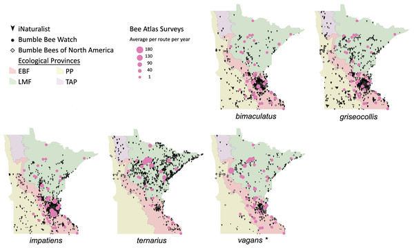 Species distribution maps for bumble bees found during Minnesota Bee Atlas surveys with maximum average abundances per route per year between 25 and 180.