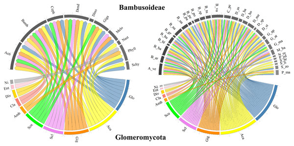 Chord diagram of the genera of the phylum Glomeromycota associated with Bambusoideae.