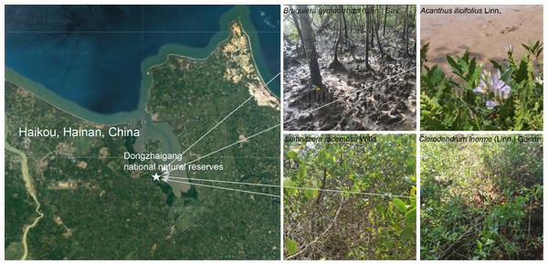 Location and growing environments of the four mangrove populations. The site was in Dongzhaigang national natural reserve and its surrounding area.
