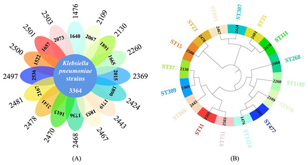 Core-genome and pan-genome analyses of K. pneumoniae strains with different STs.