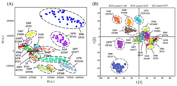 Clustering analysis of SERS spectra of K. pneumoniae strains with different STs through the (A) PCA algorithm and the (B) OPLS-DA algorithm.