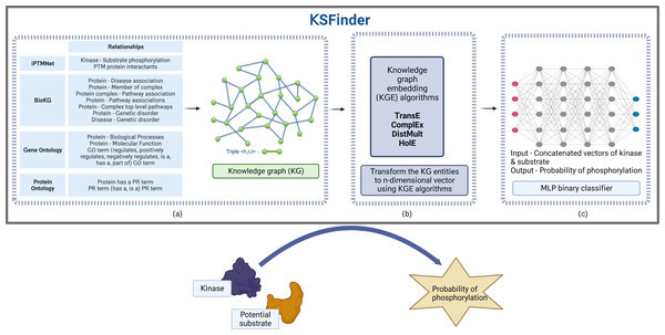 KSFinder - a knowledge-graph model for kinase-substrate link prediction.