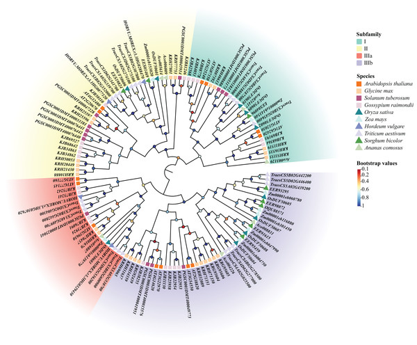 Phylogenetic tree of DUF506 members identified in ten plant species.