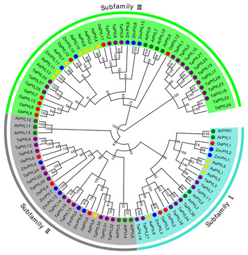 Genome-wide Identification And Characterization Of ABA Receptor ...