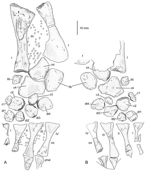 Completely ossified tarsus of cf. Archegosaurus decheni (GPIT/AM/781a, b).