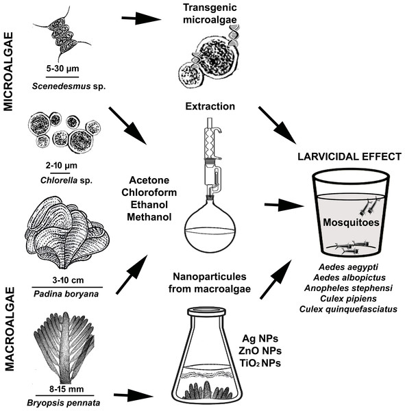 Demonstration of using micro and macroalgae as mosquito larvicides.