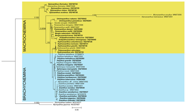 Bayesian inference phylogenetic tree of Zoantharia based on the concatenation of 13 mitochondrial protein-coding genes.