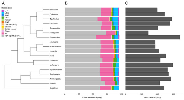 Phylogenetic relationships of 18 zoantharian species with their repeat class abundance and respective genome size.