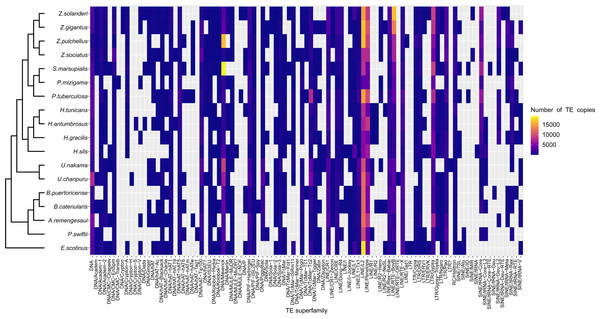 Heatmap representing transposable elements family abundance in 18 species of zoantharians.