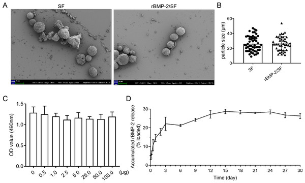 The characteristics of rBMP-2/SF microspheres.