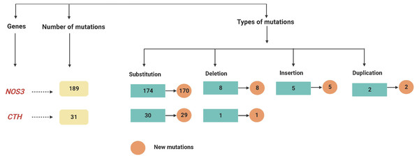 A flowchart summarizing the variations recognized within the NOS3 and CTH genes by mutation DNA variant analysis in LUAD patients.