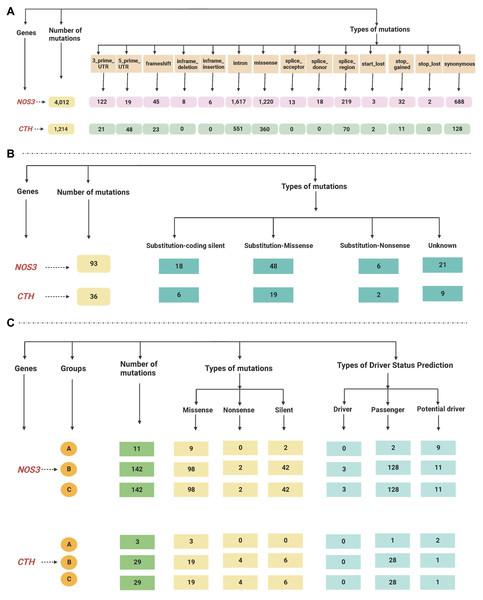 (A–C) A flowchart summarizing the dataretrieved from the gnomAD, Mutagene and COSMIC databases.