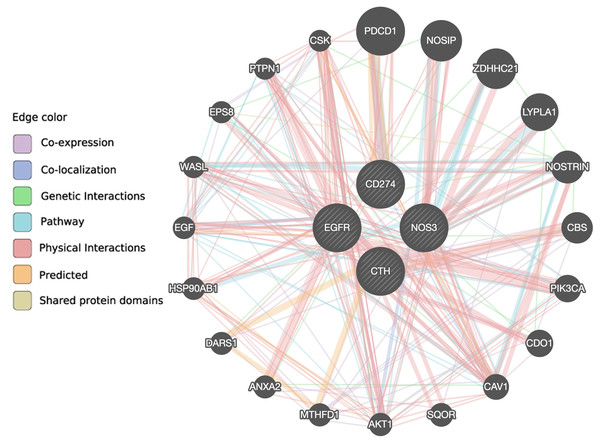 The interaction between NOS3, CTH, EGFR and PD-L1 genes and their related genes retrieved from the GeneMANIA prediction server.