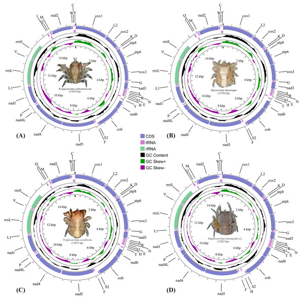 The mitochondrial genome maps of (A) Kroppcarcinus siderastreicola; (B) Opecarcinus hypostegus; (C) Troglocarcinus corallicola; and (D) Hapalocarcinus marsupialis s.l.