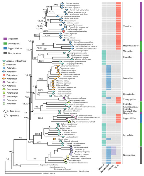 Phylogenetic tree with mitochondrial gene order information and lifestyle for each species.