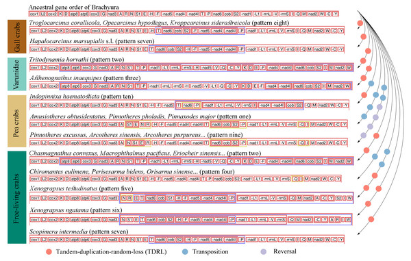 Mitochondrial gene order patterns detected by CREx for gall crabs, pea crabs, two varunids and free-living thoracotreme crabs.