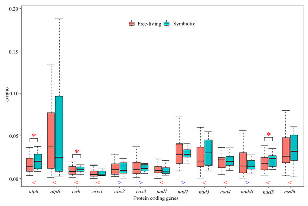 Comparison of average ω ratios for 13 individual protein-coding genes generated by free-ratio model using CodeML application in PAML between symbiotic and free-living crabs within Thoracotremata.