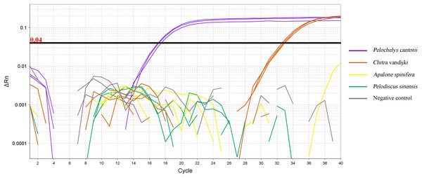 qPCR amplification curve of ND5 primer and probe pairs for four species.