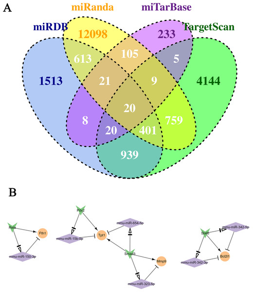 Conduction of the TF-miRNA-mRNA network using genes in the two selected clusters.