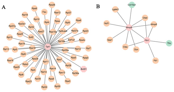 (A and B) PPI networks based on the genes in TF-mRNA pairs.