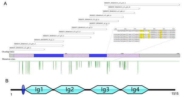 The reassembly (A) and cloning (B) of hemolin-like gene in C. medinalis transcriptome.