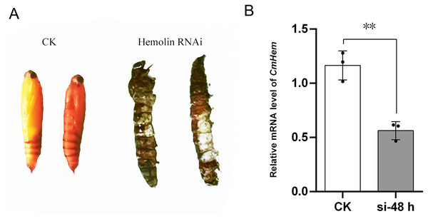 The phenotype of mature larvae after CmHem interference at 72 h (A) and the relative expression levels of CmHem after 48 h of interference (B).