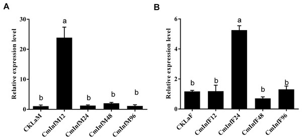 The relative expression levels of CmHem in midguts (A) and fat bodies (B) of C. medinalis after CnmeGV infection.