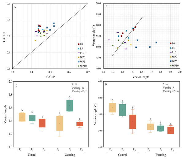 Scatter plots of soil enzyme stoichiometry of relative proportions of C/C+P to C/C+N (A). Regression analysis of vector length and vector angle (B). Warming, P addition, and their interaction on vector length (C) and vector angle (D).