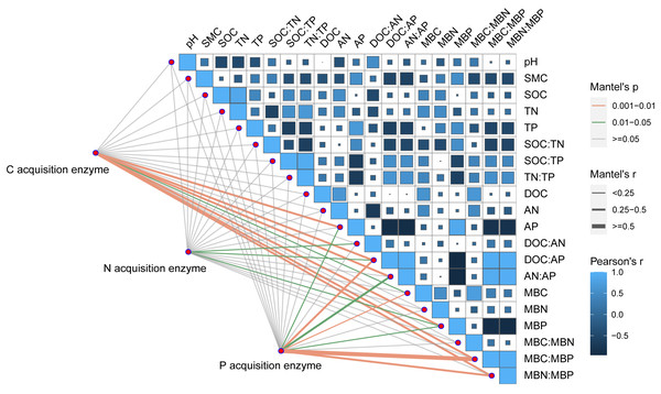 Correlation analysis on soil properties, soil extracellular enzyme activities, and stoichiometries.