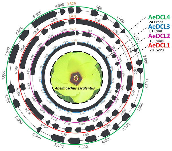 Schematic drawing represents the four single-copy okra DCL genes de novo assembled in this study.