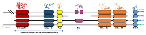 Okra DCLs protein structure and conserved domains identified by SWISS-model and InterPro database.