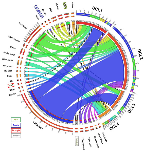 Circos plot showing number and types of transcription factor binding sites (TFBS) detected in the newly assembled promotor region (1,000 bp upstream) AeDCL genes.