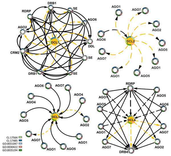 Protein–protein interaction network enriched by GO ids for the four DCLs gene copies.