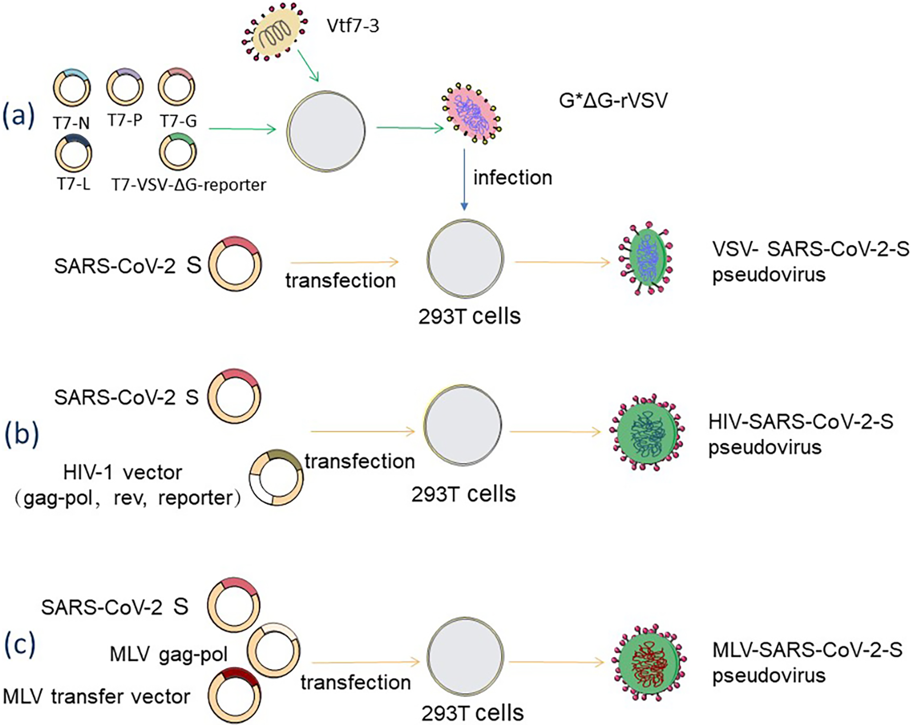 The Development And Application Of Pseudoviruses Assessment Of Sars Cov 2 Pseudoviruses Peerj 8017