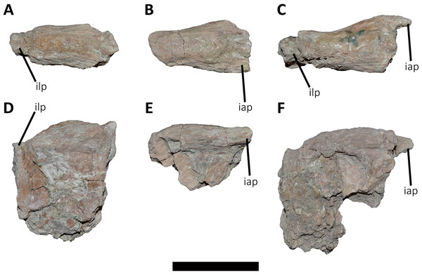 Osteology of the axial skeleton of Aucasaurus garridoi 