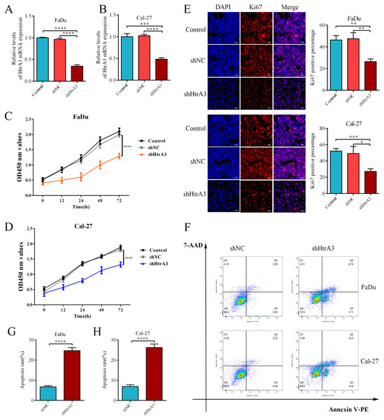 The effect of HtrA3 knockdown on the biological behavior of HNSCC cells.
