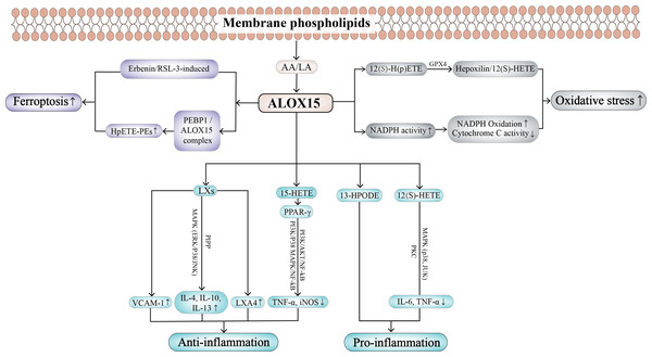 The biological effects of ALOX15 in different diseases.