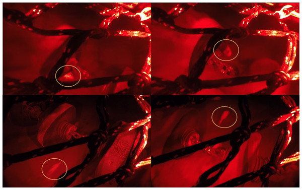 Screen capture of video frames illustrates redfish behaviour under the groundgear.