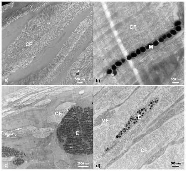 Examples of TEM micrographs of threespine stickleback throat dermal tissue.
