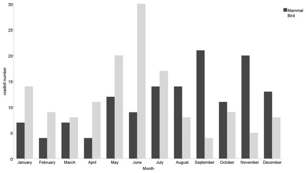 Monthly roadkill number of mammals and birds in Nanjing, November 2020—October 2021.