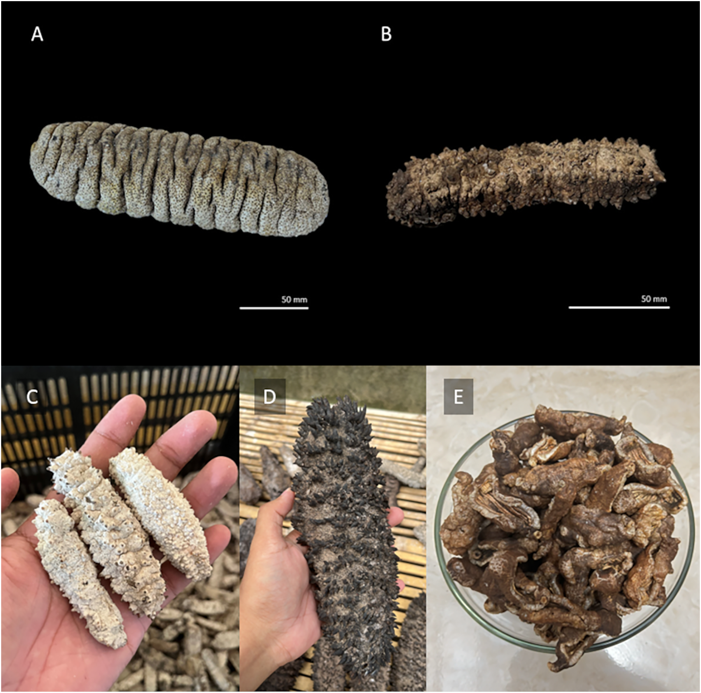 Bridging the gap between sustainability and profitability: unveiling the  untapped potential of sea cucumber viscera [PeerJ]