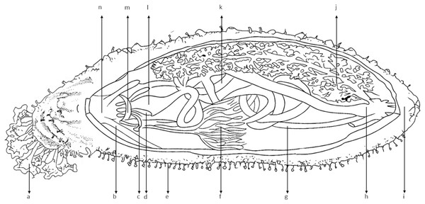 Anatomy of sea cucumber (Holothuria scabra).
