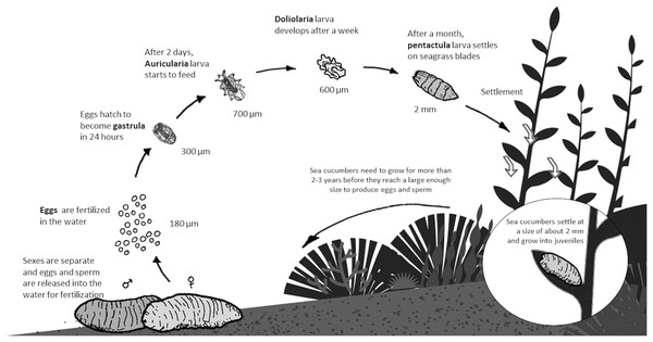 Lifecycle of sea cucumber (Holothuria scabra).