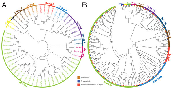(A) Phylogenetic analysis of ZmARMs from maize (B) phylogenetic analysis of ZmARMs from maize, Arabidopsis, and rice.