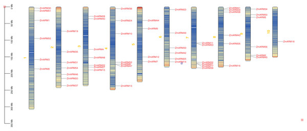 Chromosomal localization of the ZmARM genes.
